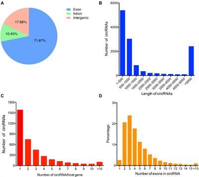 Identification of Candidate Circular RNAs Underlying Intramuscular Fat Content in the Donkey